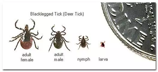 Deer Tick life-stages and scale
